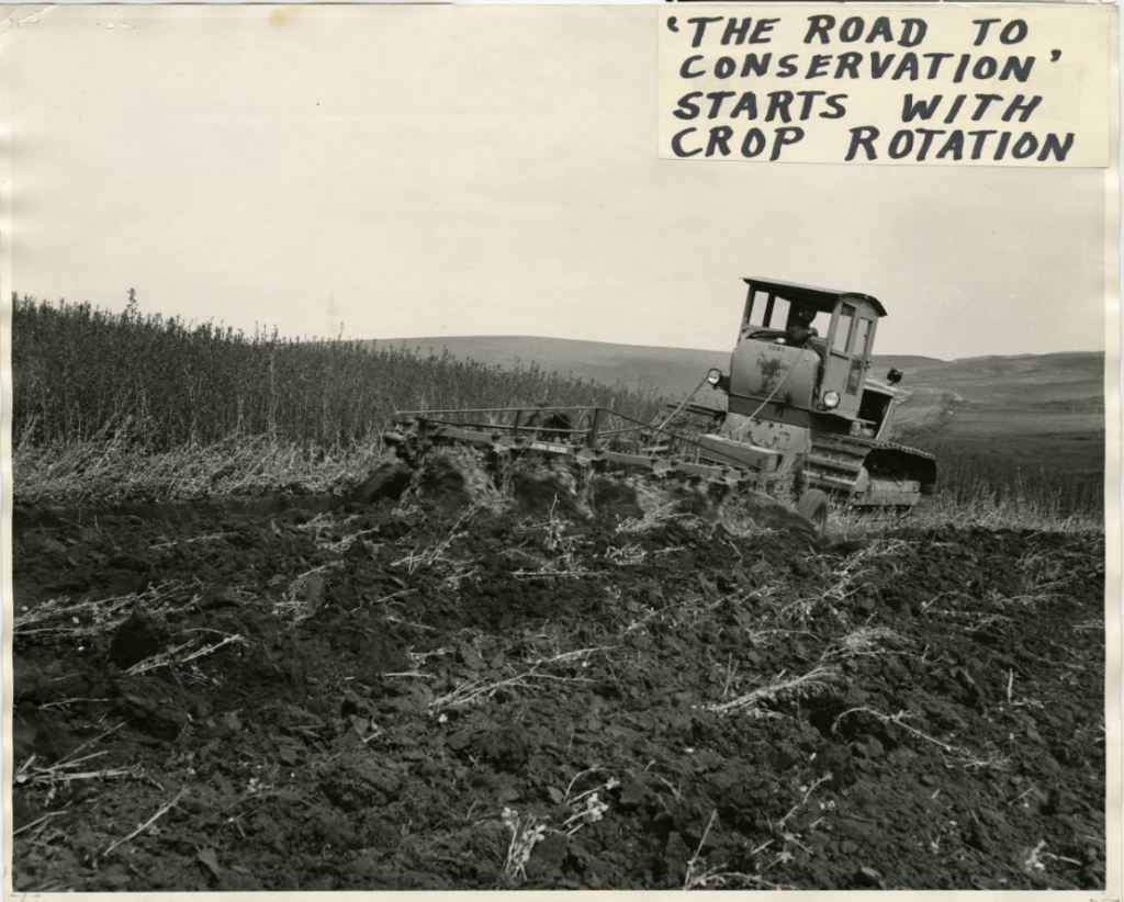 Plowed sweet clover, South Palouse, Washington, June 1953