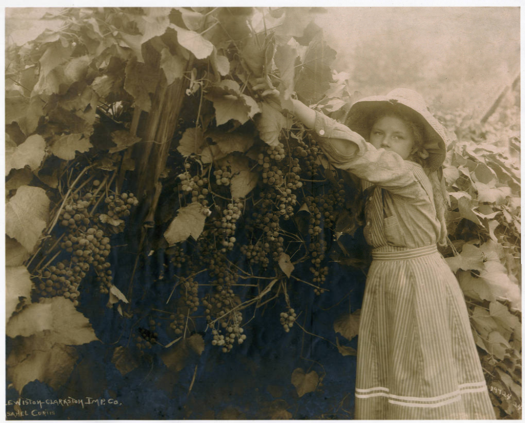 Laura Dustan (Wasem) picking grapes, Clarkston, Washington, circa 1910