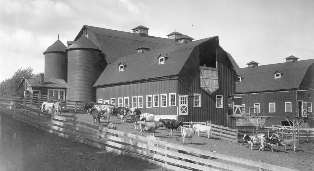 College of Washington dairy barn, Pullman, Wash., 1920 (Source: Washington Rural Heritage).
