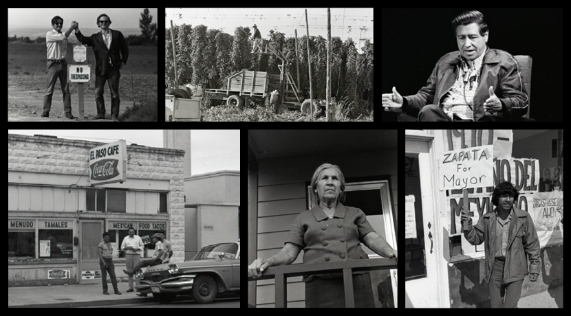 Collage of images from Irwin Nash Migrant Labor Collection. Top row, left to right: Guadalupe Gamboa, left, and Michael Fox clasping hands in a victory pose. Their hands are above a No Trespassing sign on Rogers Walla Walla labor camp. Walla Walla, WA, 1971; Farm workers harvesting hops near Granger, WA in the summer of 1971; Cesar Chavez wearing a checkered shirt with a windbreaker over it and a microphone clipped to his shirt. He is sitting in a cushioned chair for an interview at a TV station. Bottom row, left to right: The exterior of a cafe called the "El Paso Cafe."; Martina Molina Gamboa standing on a porch. Sunnyside, WA, 1971; Someone marching on a sidewalk in front of businesses in Granger, WA. They are carrying a sign that reads "Zapata for mayor".