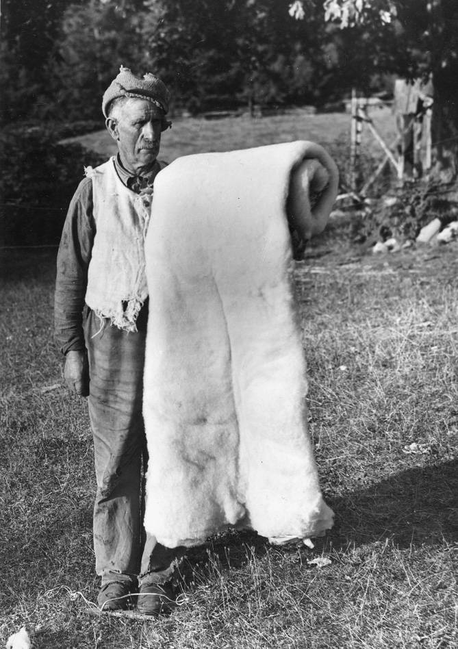 Jim Crook, San Juan Island pioneer with wool he produced himself, circa 1945-1948 (Courtesy of the San Juan Island Historical Museum)