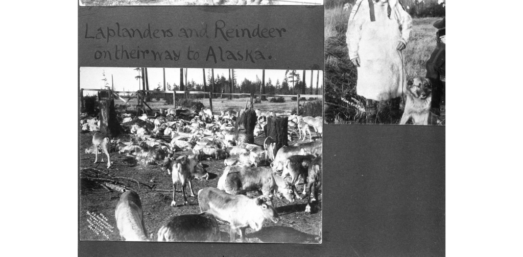 Above image: Laplanders and reindeer on their way to Alaska, circa 1897 (Photo: Port Angeles Public Library)