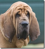 Bloodhound Trials Feb 2008-79 / Cropped from photo by Contadini