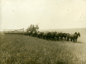 Combining on Horse Heaven Hills, 1907