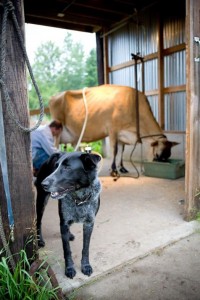 Kurtwood Farms.  Milking House and Dog.  Used with kind permission of the author.  Photographer: Claire Barboza.