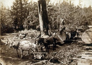  	Logging on Gardene's homestead on property