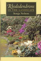 rhododendron landscape cover