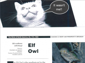 elf owl