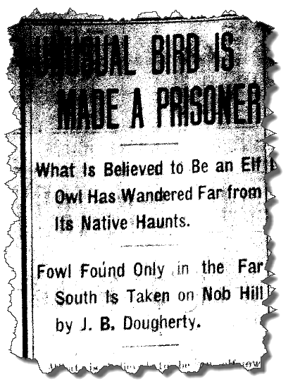 owl newspaper