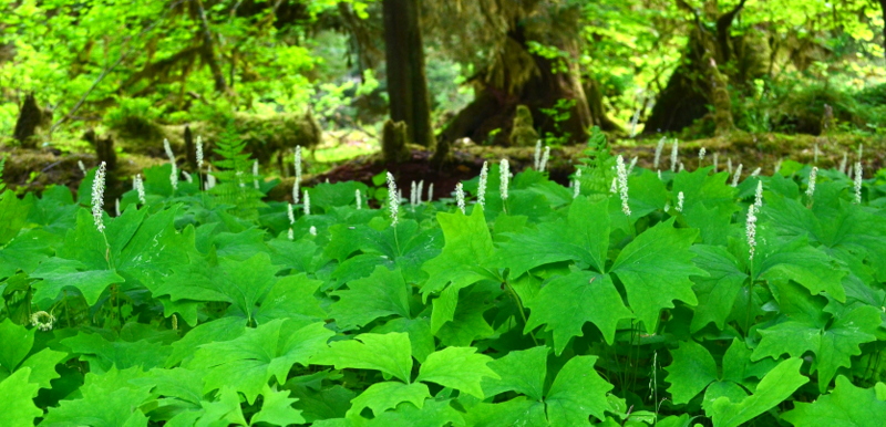 Photograph of greenery in a rain forest of the Olympic National Park