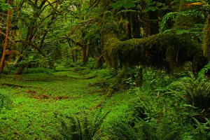Photo of a mossy woods in Olympic National Park